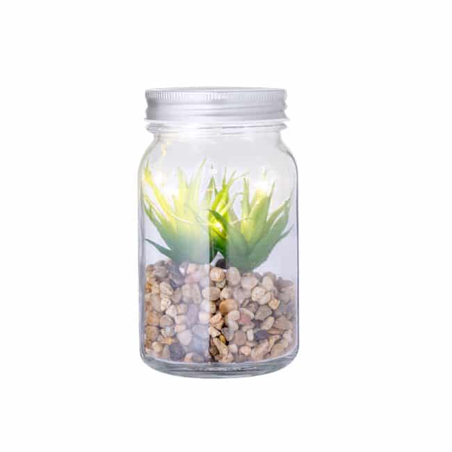 Planta Decorativa Kyala